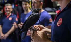 İtfaiye erleri tarafından kurtarılan "Zeytin" isimli karga istasyonun maskotu oldu
