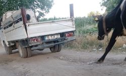 Kamyonetin arkasına bağladığı büyükbaş hayvanı yol boyunca sürükledi