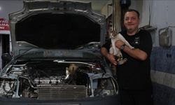 "Psikopat" kedi sanayinin maskotu oldu
