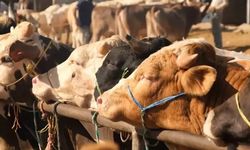 Şap kâbusu sürüyor! 81 ilde kapandı