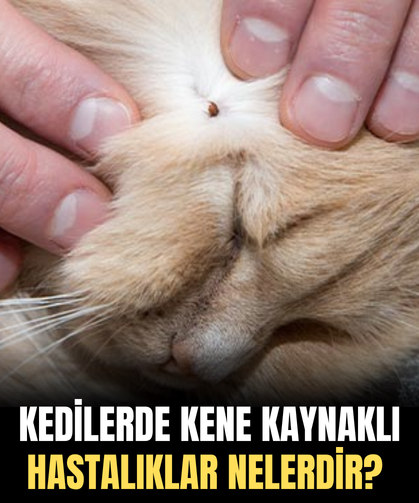Kedilerde Kene Kaynaklı Hastalıklar Nelerdir?