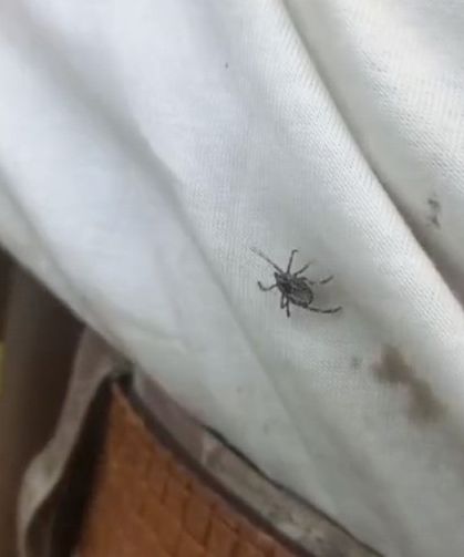 Yozgat’ta keneler görülmeye devam ediyor