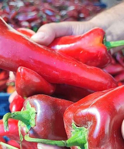 Salçalık biber sezonu başladı