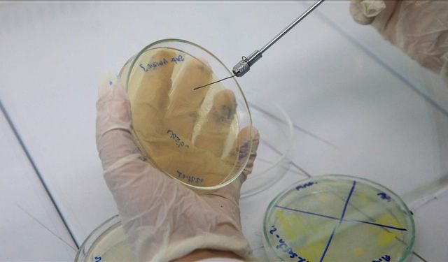 Erkek arı larvası antibiyotik etkisi gösteriyor