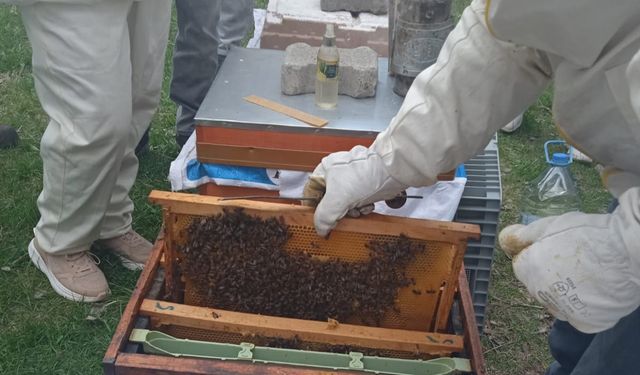 Sivas'ta arıcılık kursu açıldı!