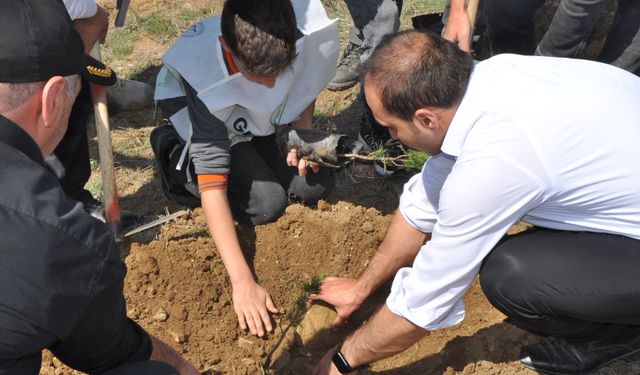 Gemerek'te 2 bin 500 fidan dikildi
