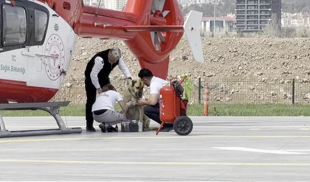 Ambulans helikopter bu kez bir Kangal Köpeği'nin imdadına yetişti