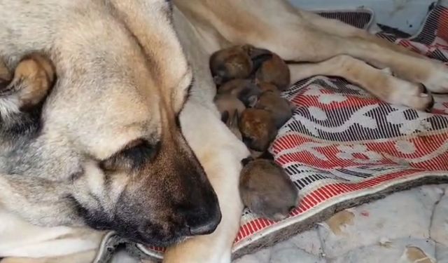 Bu görüntüler kalbinizi ısıtacak! Kangal Köpeği Maya, tavşan yavrularına annelik yapıyor