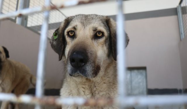 Deprem kahramanının adını taşıyordu, 4 ayda 2 bin hayvana şifa oldu