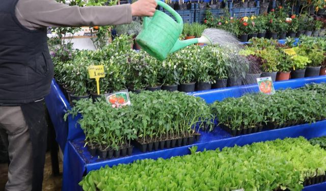 Markette fiyatlar artınca fide ve tohuma talep arttı!