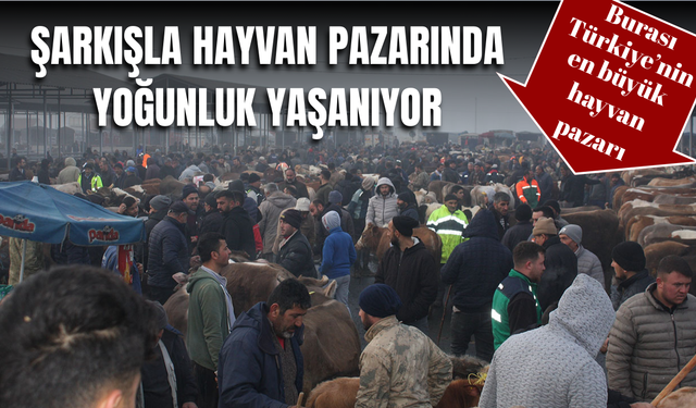 Şarkışla Hayvan Pazarı'nda yoğunluk yaşanıyor
