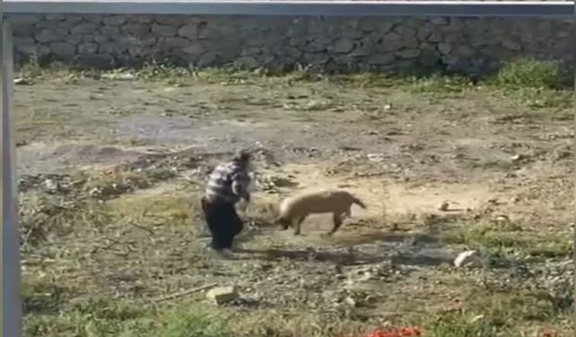 Koyuna dakikalarca işkence etti
