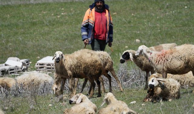 Küçükbaş hayvanların peşinde geçen ömür