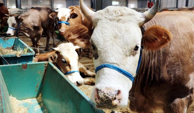 Komşu ilde de kurbanlık fiyatları açıklandı! Orası da Sivas'tan ucuz