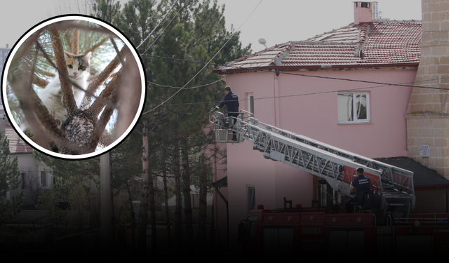 Sivas'ta kedi operasyonu!