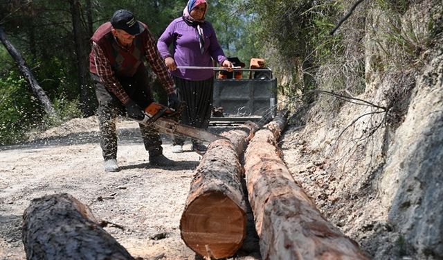 Orman işçisi çift geçimlerini çam ağaçlarından sağlıyor