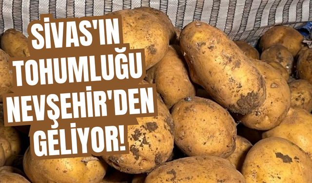 Sivas'ın tohumluğu Nevşehir'den geliyor!