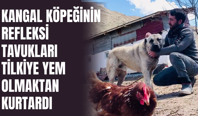 Kangal köpeğinin refleksi tavukların tilkiye yem olmasını önledi