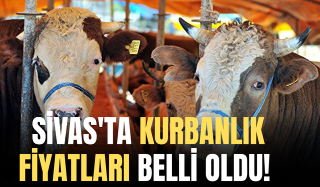 Sivas'ta Kurbanlık Fiyatları Belli Oldu!