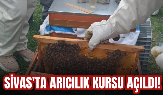 Sivas'ta arıcılık kursu açıldı!