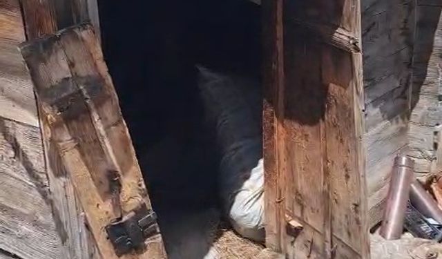 Kış uykusundan uyanan ayılar 30 eve zarar verdi