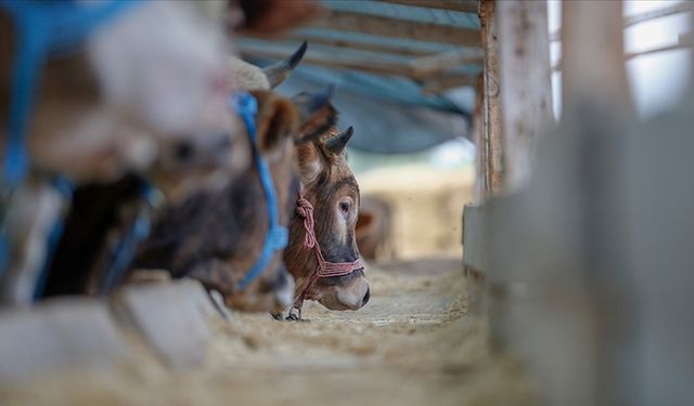 Besiciler dikkat! Canlı hayvan taşımacılığından düzenlemeye gidildi