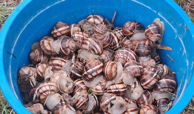 Sivas’ta Salyangoz Avı Geçim Kaynağı Oldu