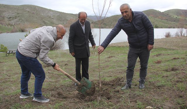 Zara'da 5 bölgede kayısı bahçesi kuruldu