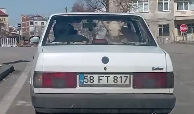 Sivas'ta hasta buzağının konforlu yolcuğu objektiflere yansıdı