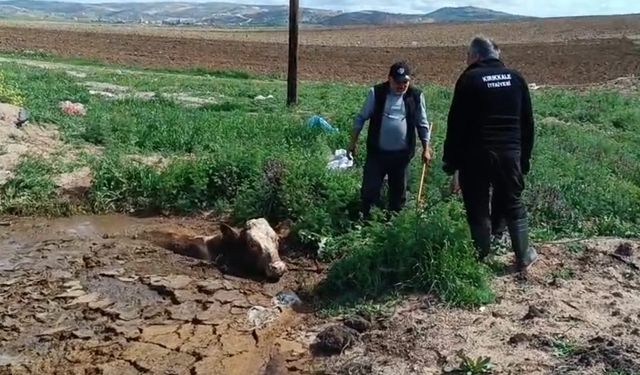 İnek çamura saplandı, yardımına itfaiye koştu