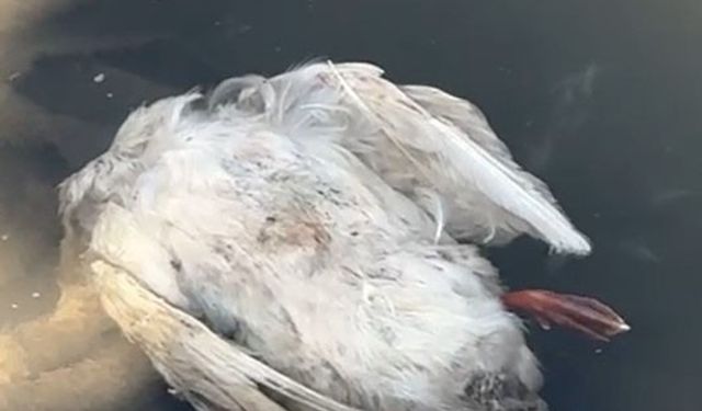 Sivas'taki çevre felaketi için numune alındı!