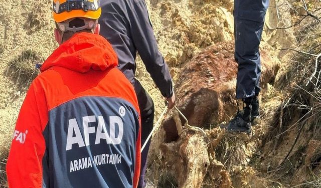 İşler Tersine Döndü: İneği Kurtaracaktı, Kendisi Kurtarılmayı Bekledi!