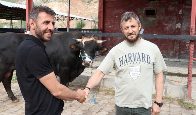 1.3 Tonluk Dev Boğa, Kardeşine Kurbanlık Oldu!