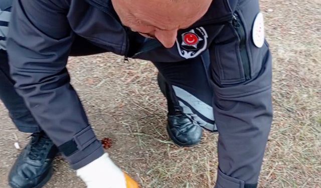 Kafası konserve kutusuna sıkışan kediyi güvenlik kurtardı