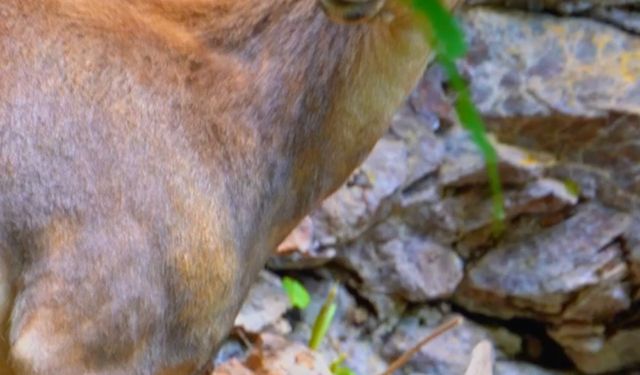 Dağ keçisi ve yavruları görüntülendi