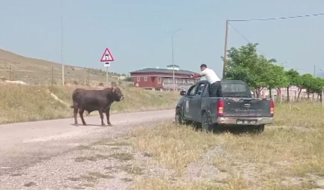 Kesimden kaçan tosun, iğneyle sakinleştirildi