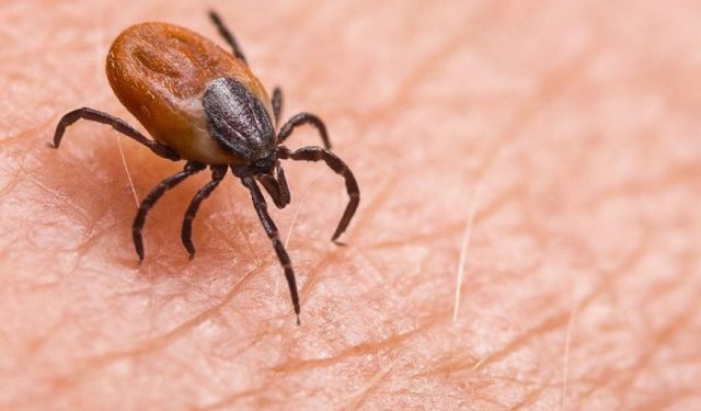 Başkan Çetindağ da keneyle mücadelede 'keklik' vurgusu yaptı