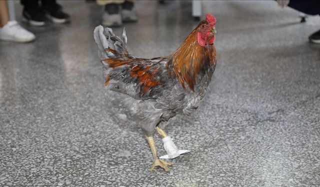 BİLSEM öğrencileri, ayağı kopan horoz için protez yaptı