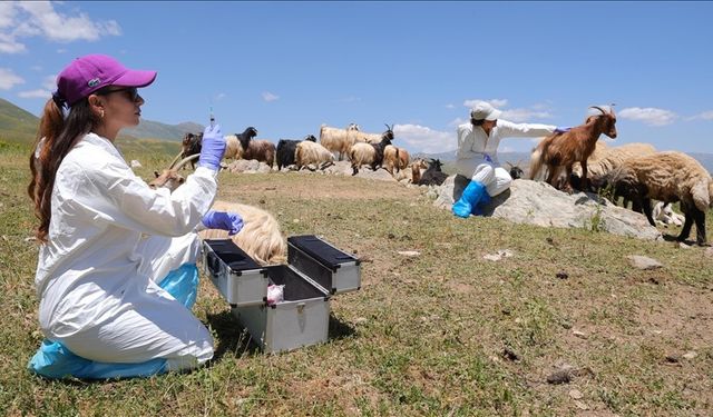 Darısı Sivas'ın başına! Zamanla yarışıp şap hastalığının yayılmasını önlediler