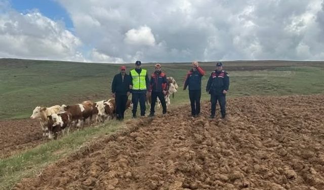 Sivas'ta 9 büyükbaş kayboldu! AFAD ekibi dronla buldu