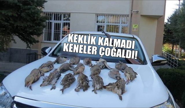 Keklik Kalmadı Keneler Çoğaldı!