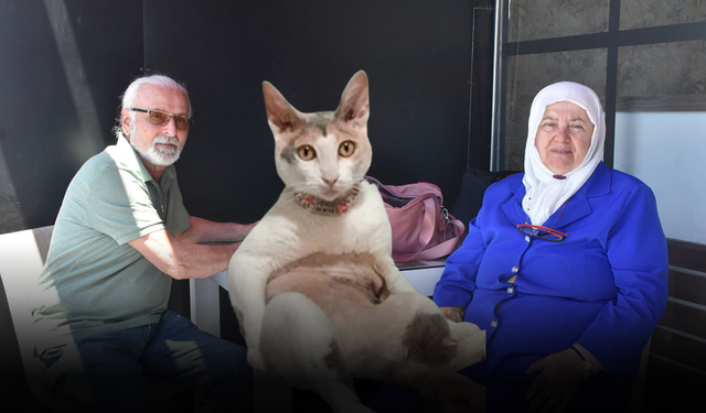 Minibüsten Firar Eden Kedi Sahiplerini Sivas'ta Bıraktı: "Geri Dönmesini Bekliyoruz"