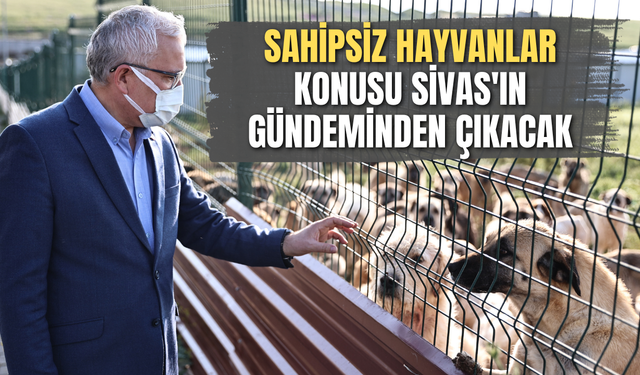 Sahipsiz hayvanlar konusu Sivas'ın gündeminden çıkacak