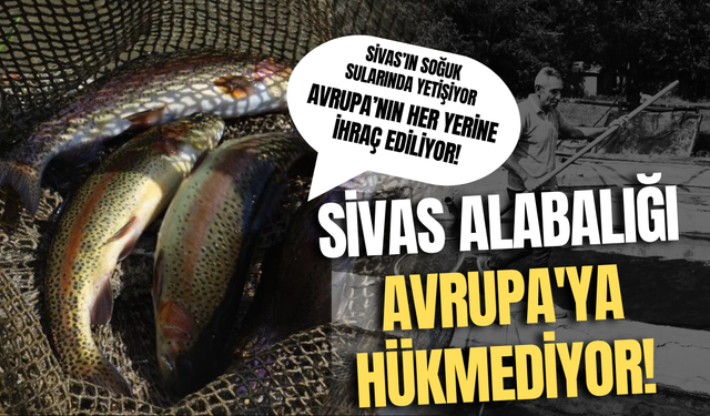 Sivas Alabalığı Avrupa'ya Hükmediyor!