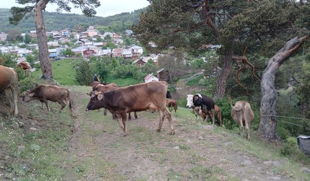 Sivas'ta  Büyükbaş Hayvanlar Faciadan Döndü