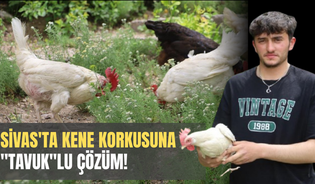 Sivas'ta Kene Kabusuna "Tavuk"lu Çözüm!