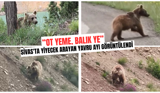 Sivas'ta yiyecek arayan yavru ayı görüntülendi