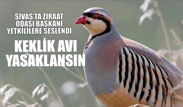Sivas’ta Ziraat Odası Başkanı Yetkililere Seslendi: Keklik Avı Yasaklansın!