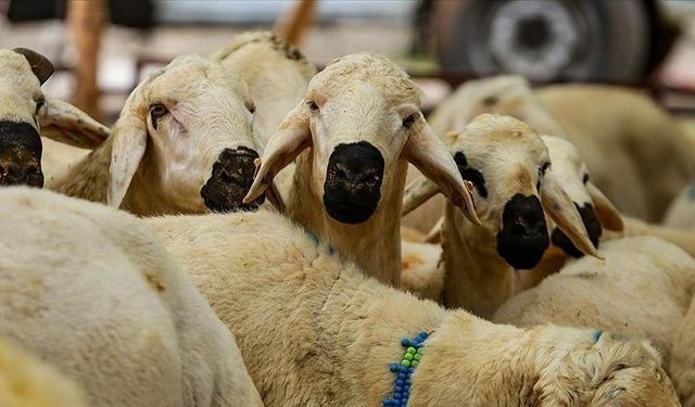 Kurban Vekaletiyle İlgili Önemli Uyarı: Zamanlamaya Dikkat