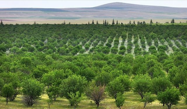 TİGEM'in ormanları erozyonla ve zararlılarla mücadele ediyor